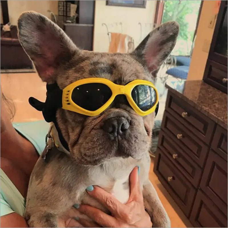 Dog Sunglasses - SavageBiz